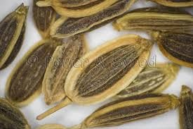 شوید، شیوید,شوت, شبت